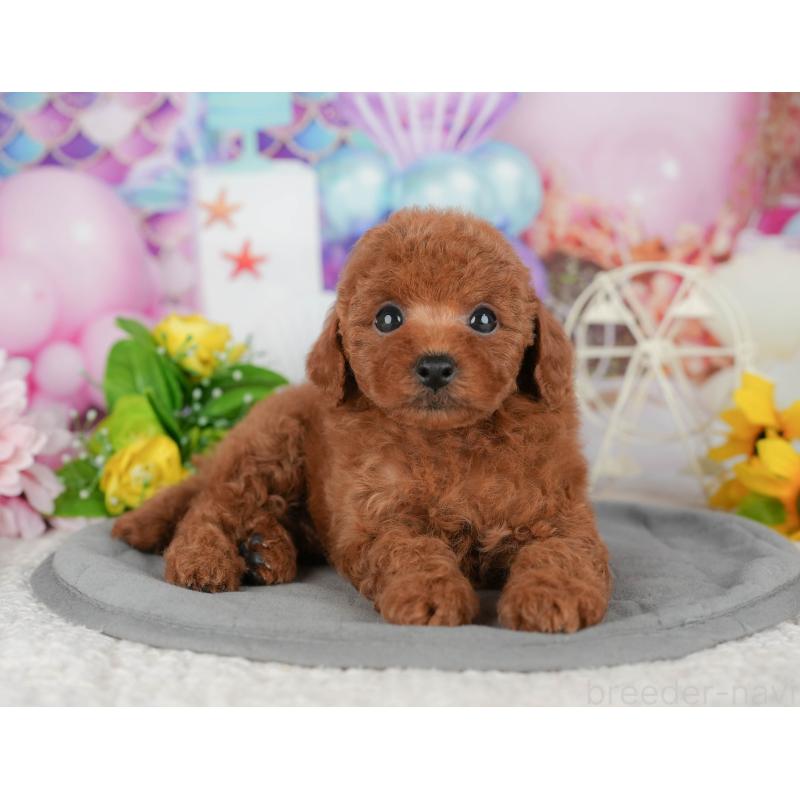 販売中の茨城県のトイプードル-424494の6枚目