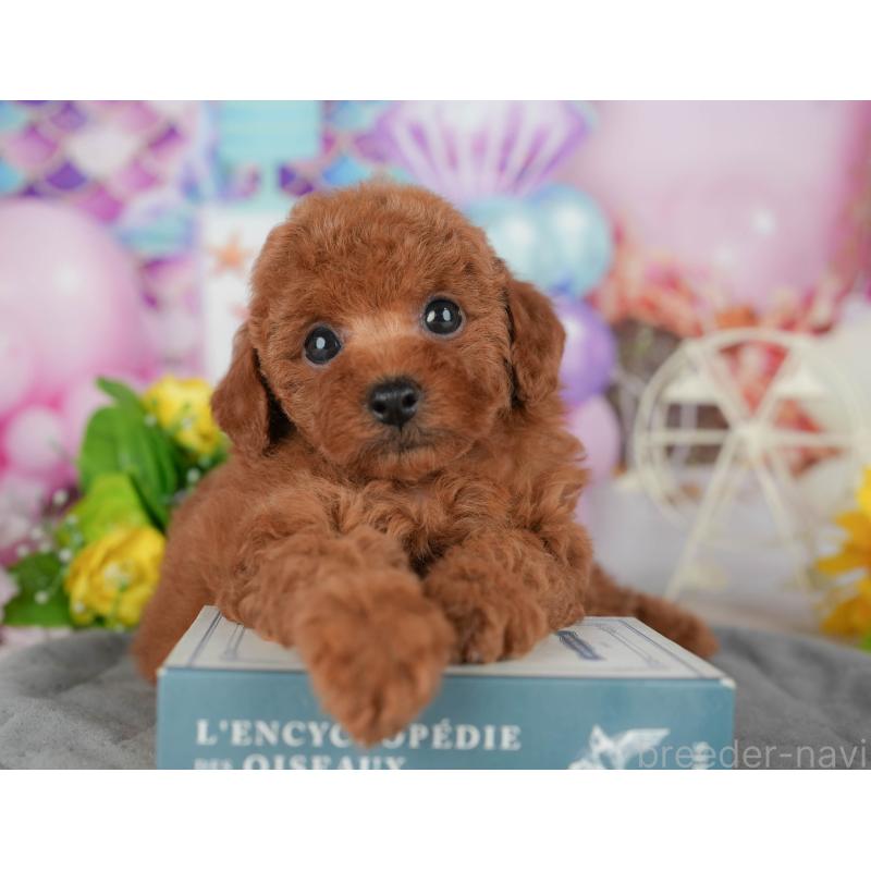 販売中の茨城県のトイプードル-424494の3枚目