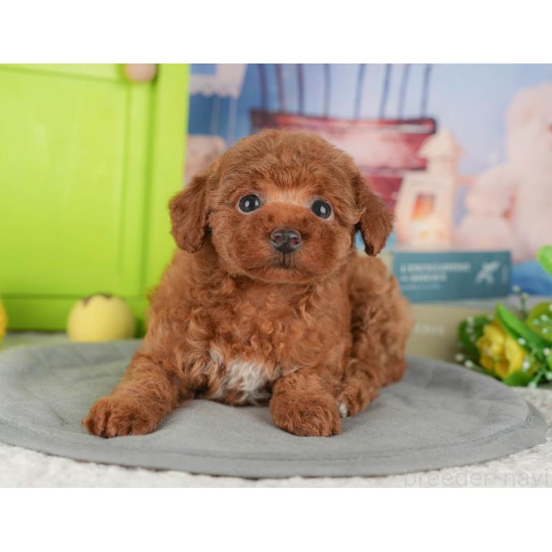 販売中の茨城県のタイニープードル-424490の1枚目