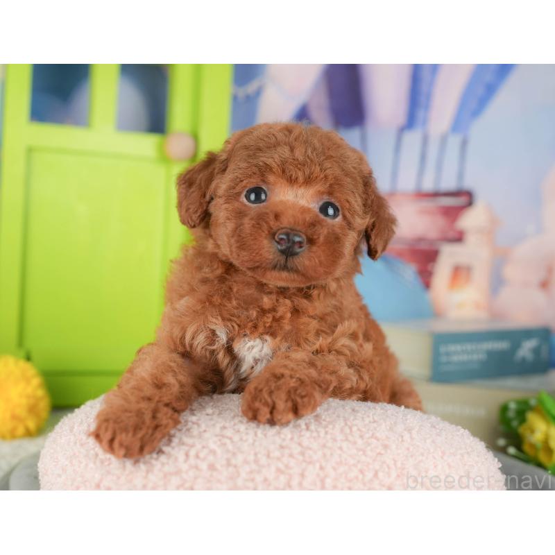 販売中の茨城県のタイニープードル-424490の9枚目