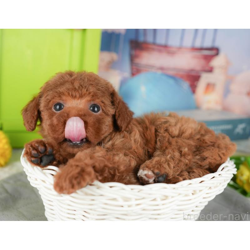 販売中の茨城県のタイニープードル-424490の8枚目