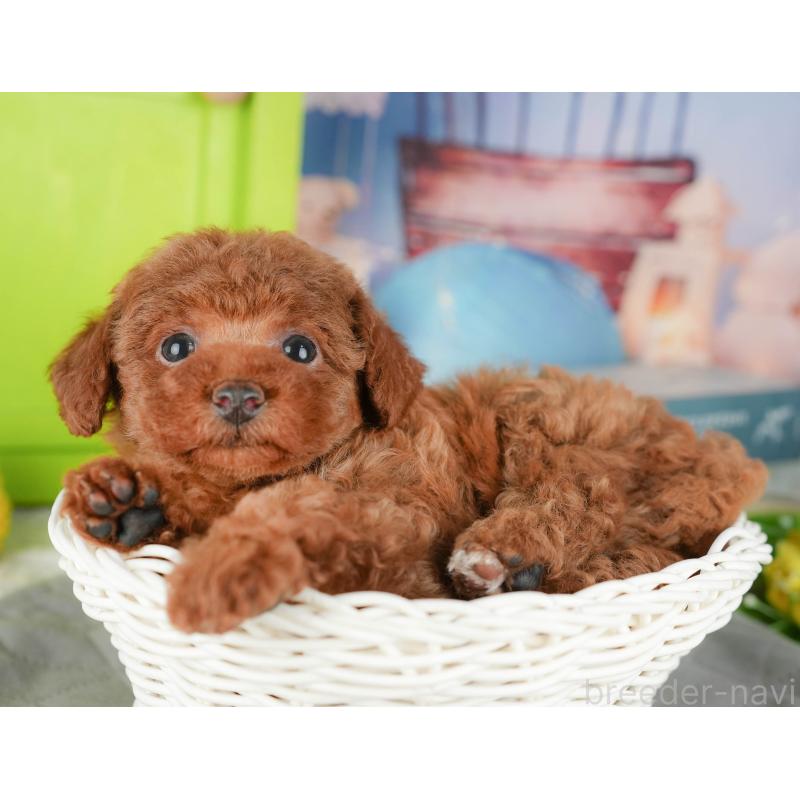 販売中の茨城県のタイニープードル-424490の7枚目