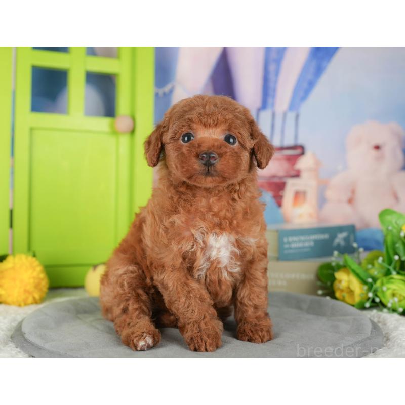 販売中の茨城県のタイニープードル-424490の6枚目