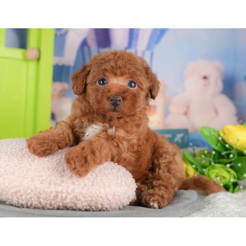 販売中の茨城県のタイニープードル-424490の5枚目