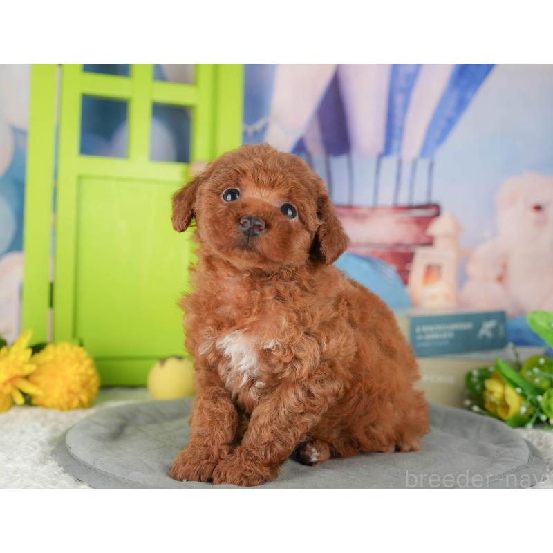 販売中の茨城県のタイニープードル-424490の4枚目