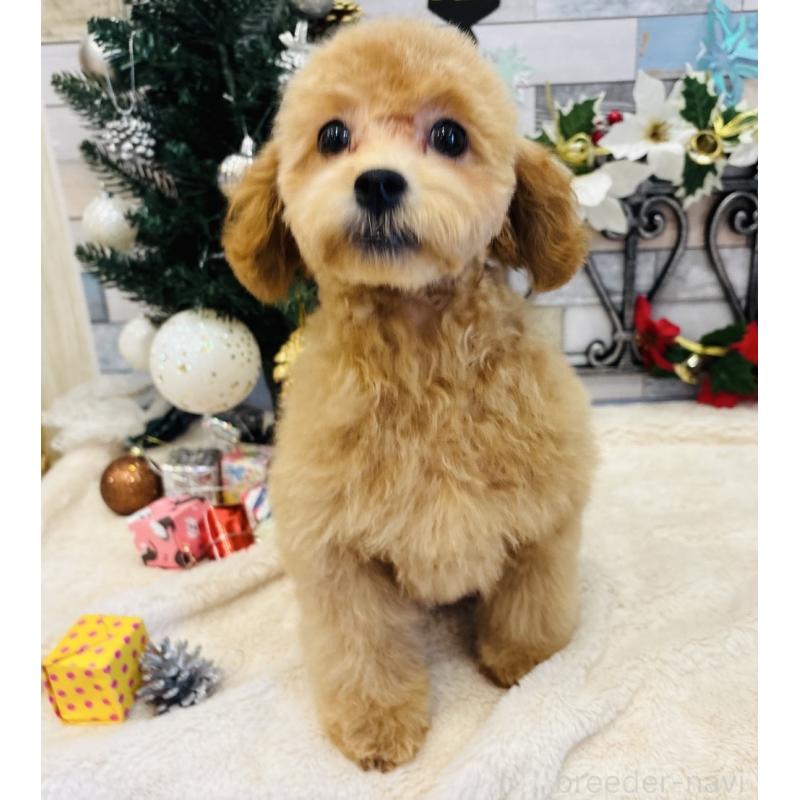 販売中の宮城県のトイプードル-418740の5枚目