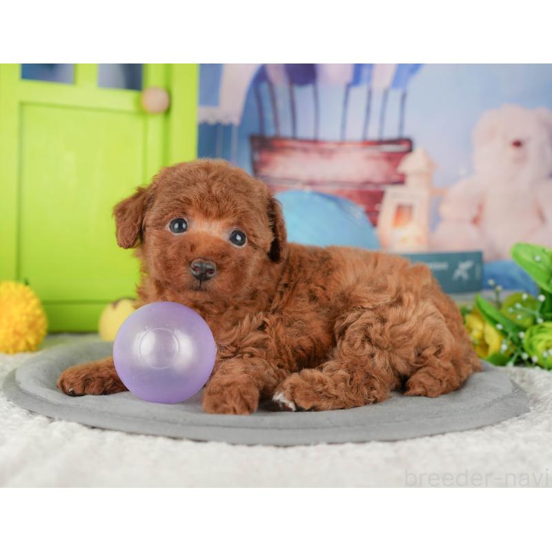 販売中の茨城県のタイニープードル-424490の3枚目