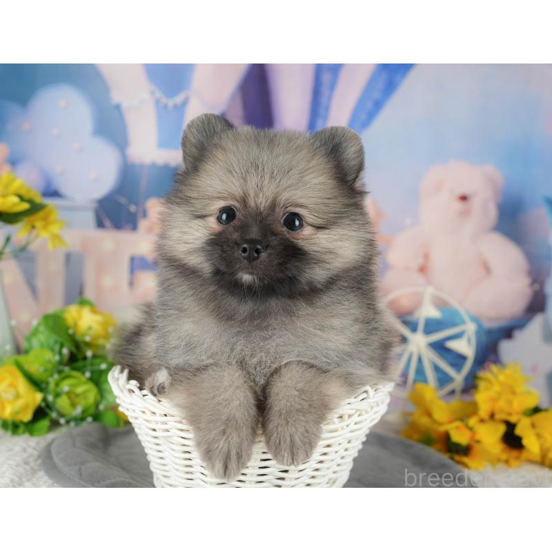 販売中の茨城県のポメラニアン-424489