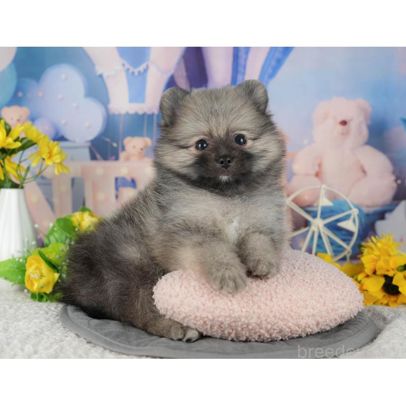 販売中の茨城県のポメラニアン-424489の7枚目