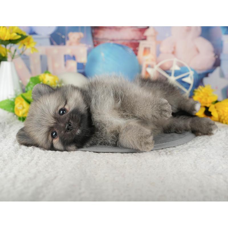 販売中の茨城県のポメラニアン-424489の6枚目