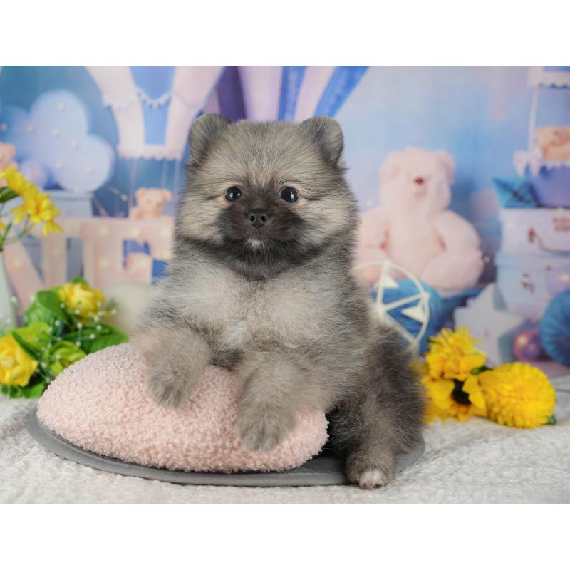 販売中の茨城県のポメラニアン-424489の5枚目