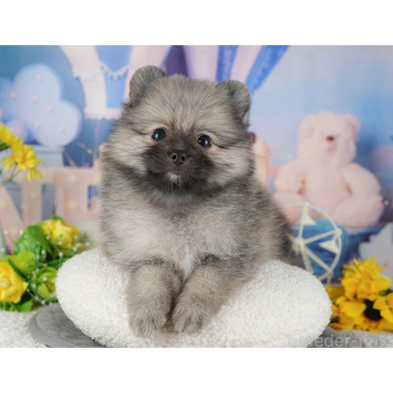 販売中の茨城県のポメラニアン-424489の4枚目