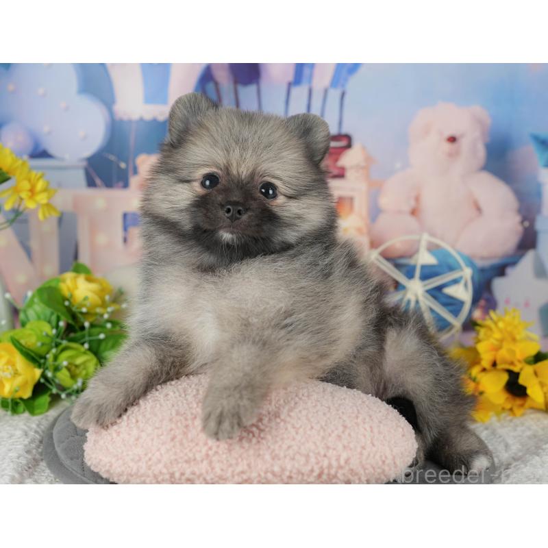 販売中の茨城県のポメラニアン-424489の3枚目