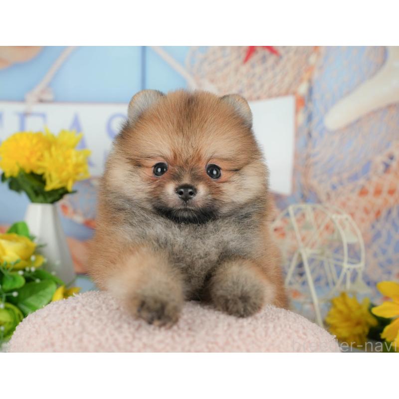 販売中の茨城県のポメラニアン-424486の1枚目