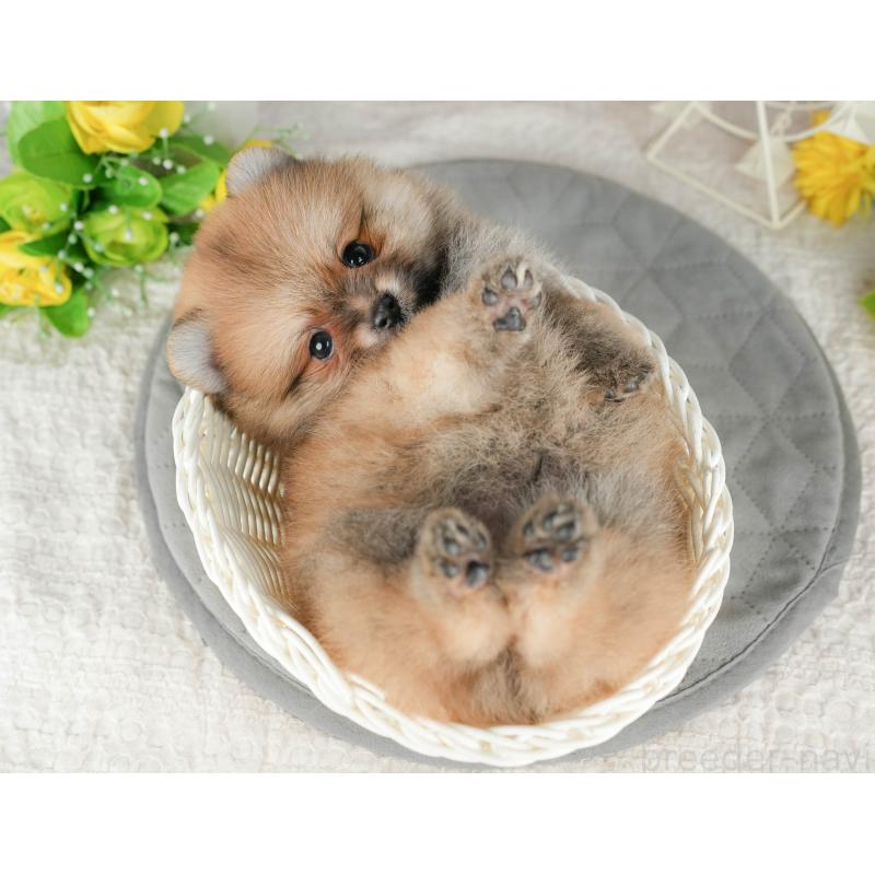 販売中の茨城県のポメラニアン-424486の11枚目