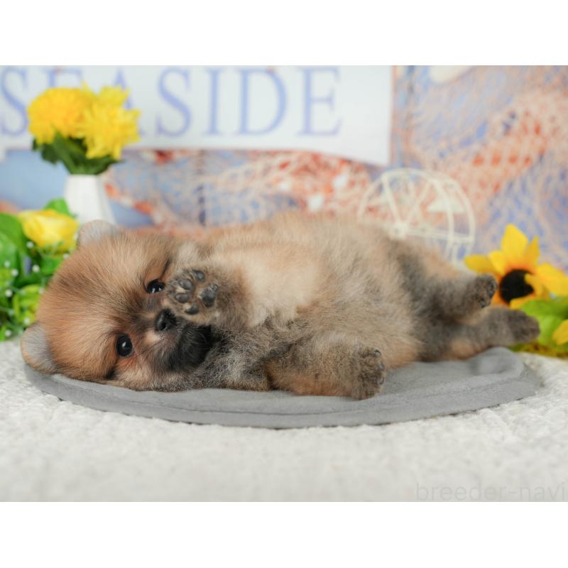 販売中の茨城県のポメラニアン-424486の10枚目