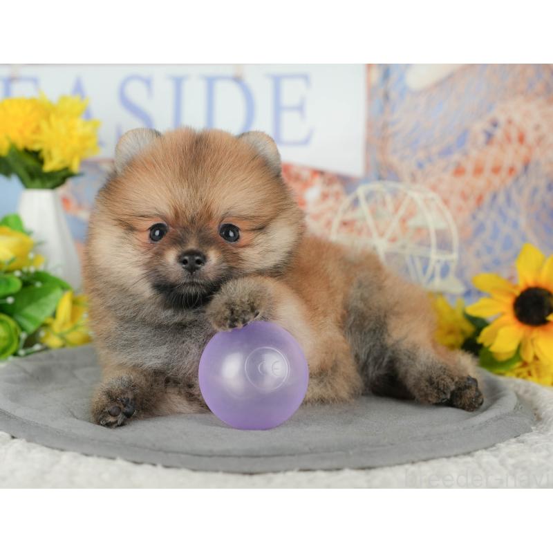 販売中の茨城県のポメラニアン-424486の9枚目