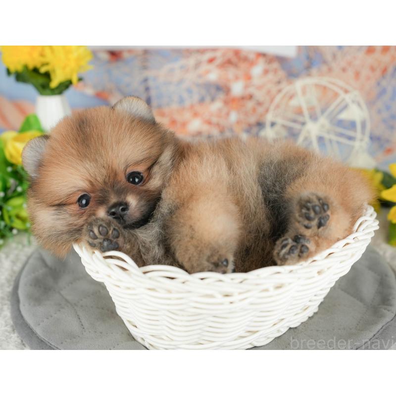 販売中の茨城県のポメラニアン-424486の8枚目