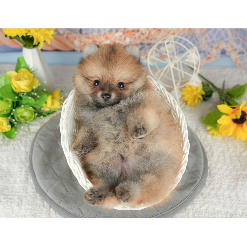 販売中の茨城県のポメラニアン-424486の7枚目