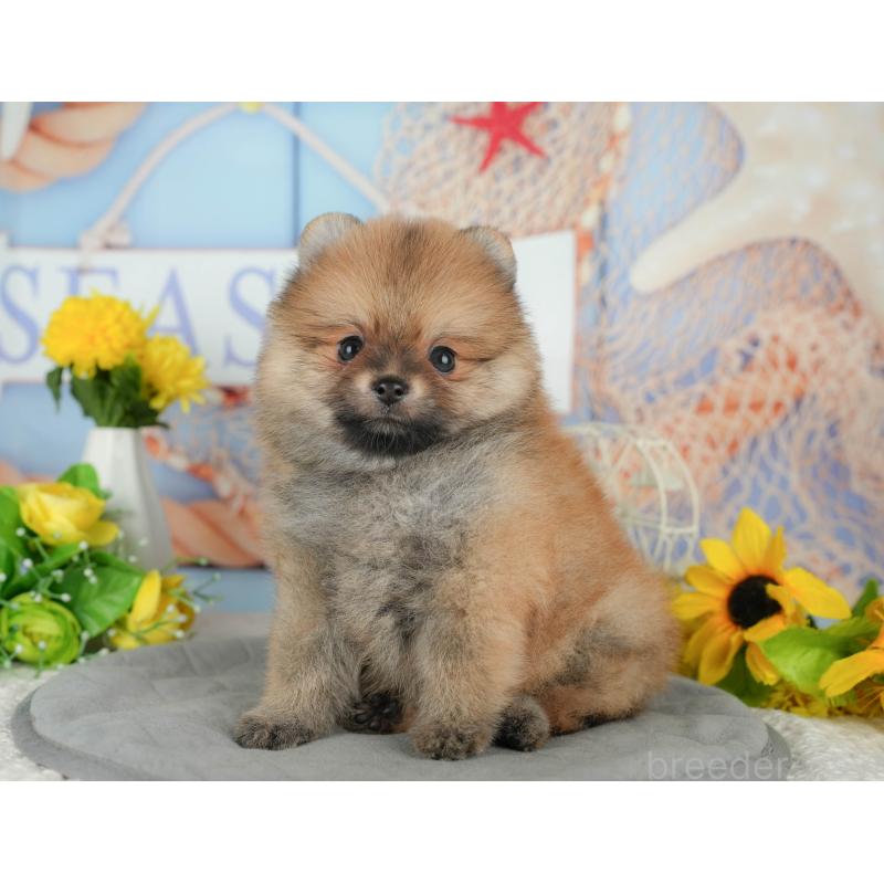 販売中の茨城県のポメラニアン-424486の5枚目