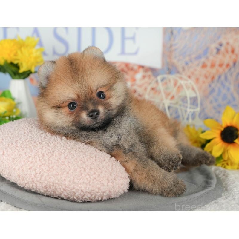 販売中の茨城県のポメラニアン-424486の4枚目