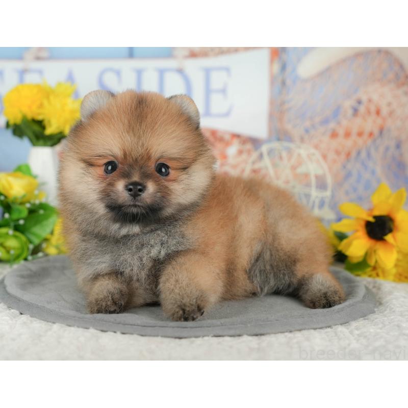 販売中の茨城県のポメラニアン-424486の3枚目