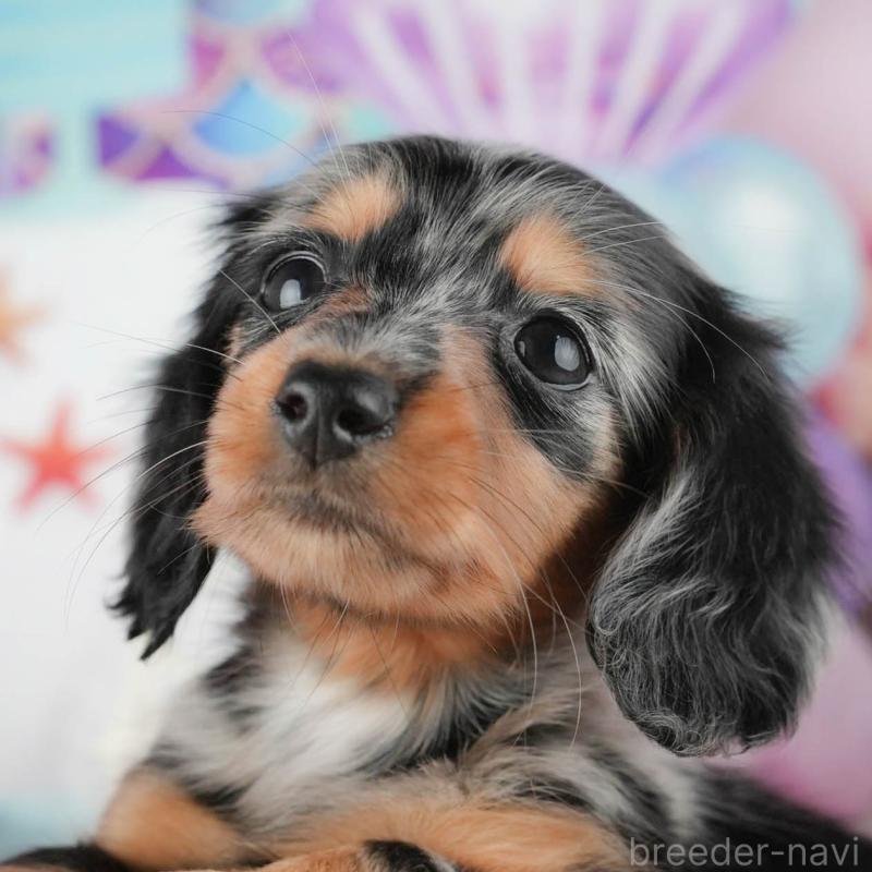 販売中の茨城県のミニチュアダックスフンド(ロングヘアード)-424484の1枚目