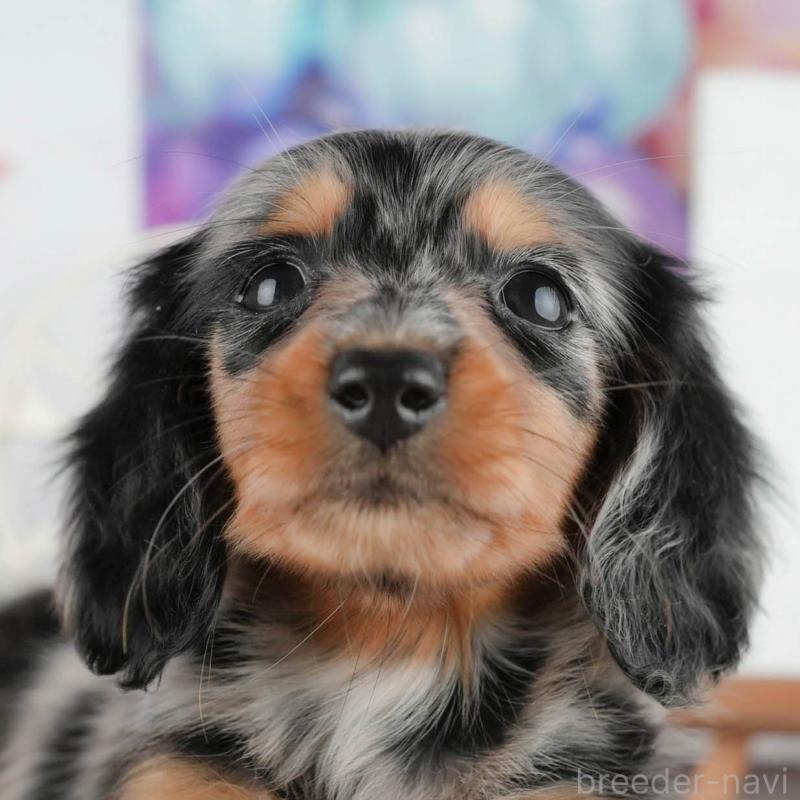 販売中の茨城県のミニチュアダックスフンド(ロングヘアード)-424484の8枚目