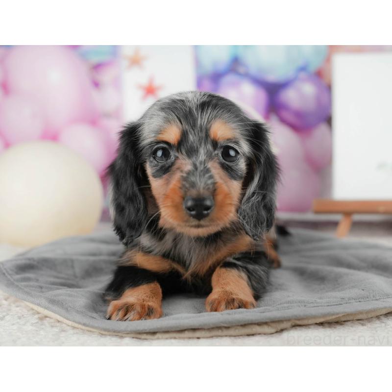 販売中の茨城県のミニチュアダックスフンド(ロングヘアード)-424484の7枚目