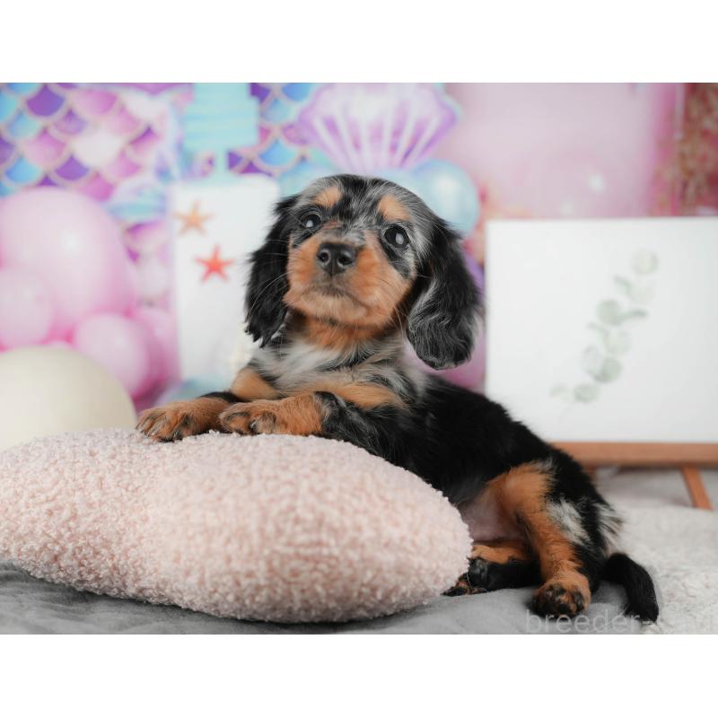 販売中の茨城県のミニチュアダックスフンド(ロングヘアード)-424484の6枚目