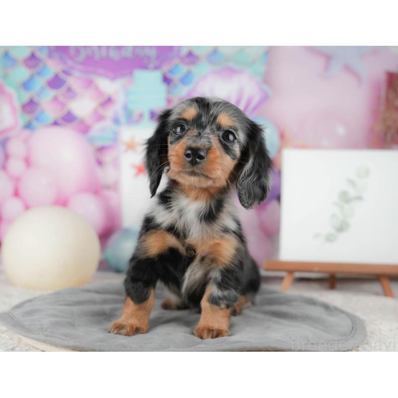 販売中の茨城県のミニチュアダックスフンド(ロングヘアード)-424484の5枚目