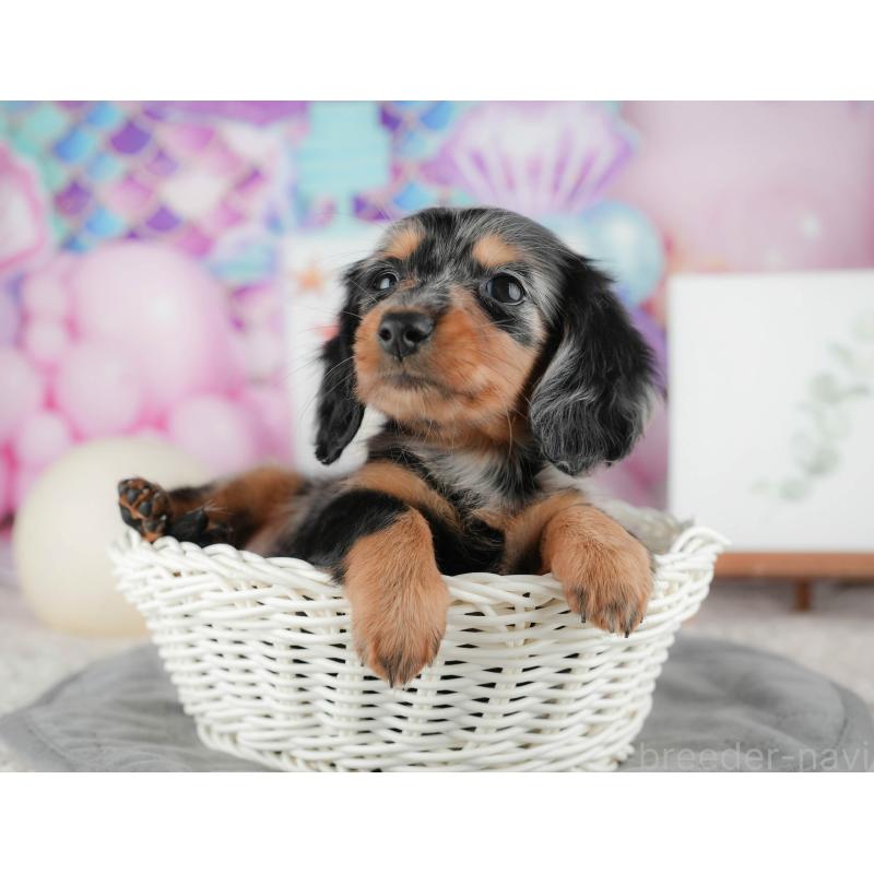 販売中の茨城県のミニチュアダックスフンド(ロングヘアード)-424484の4枚目