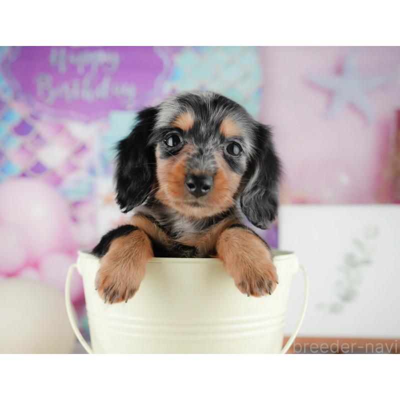 販売中の茨城県のミニチュアダックスフンド(ロングヘアード)-424484の3枚目