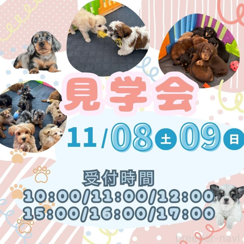 販売中の茨城県のミニチュアダックスフンド(ロングヘアード)-424483の14枚目