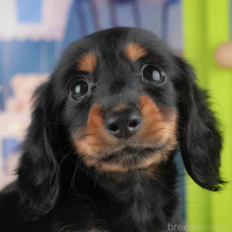 販売中の茨城県のミニチュアダックスフンド(ロングヘアード)-424483の8枚目