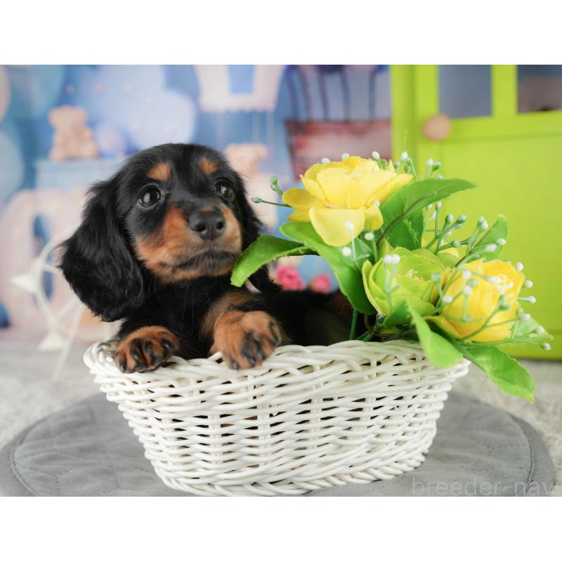 販売中の茨城県のミニチュアダックスフンド(ロングヘアード)-424483の7枚目