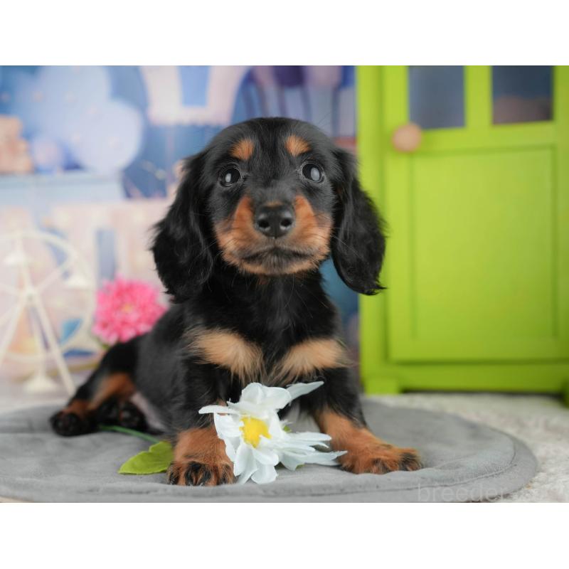 販売中の茨城県のミニチュアダックスフンド(ロングヘアード)-424483の6枚目