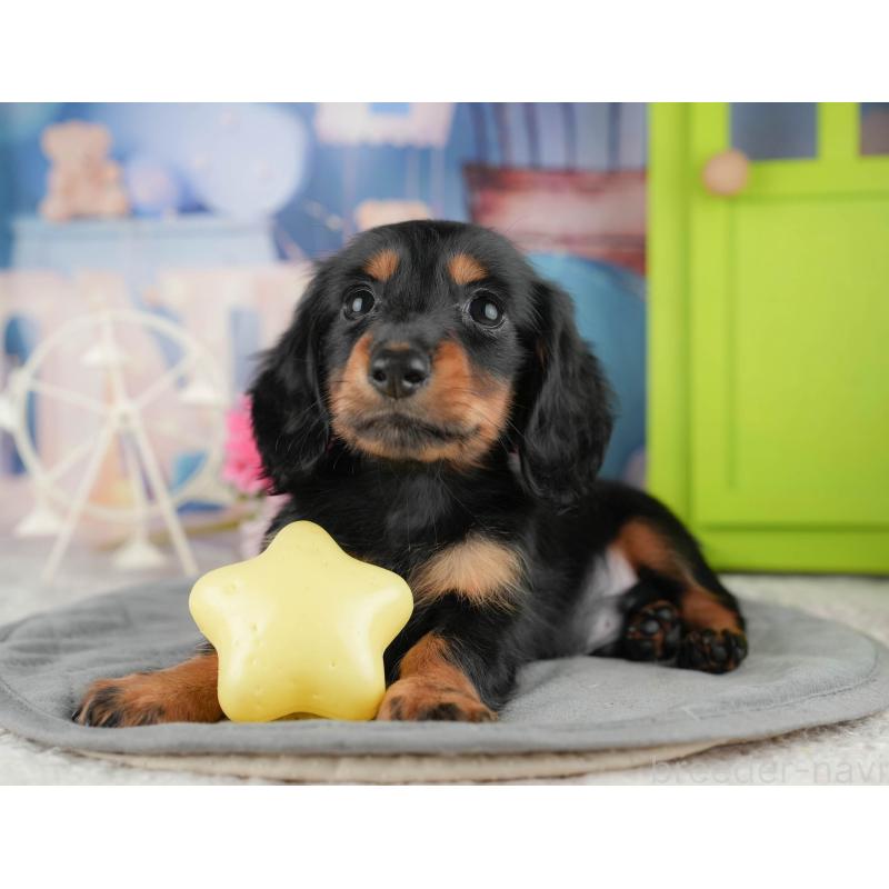 販売中の茨城県のミニチュアダックスフンド(ロングヘアード)-424483の5枚目