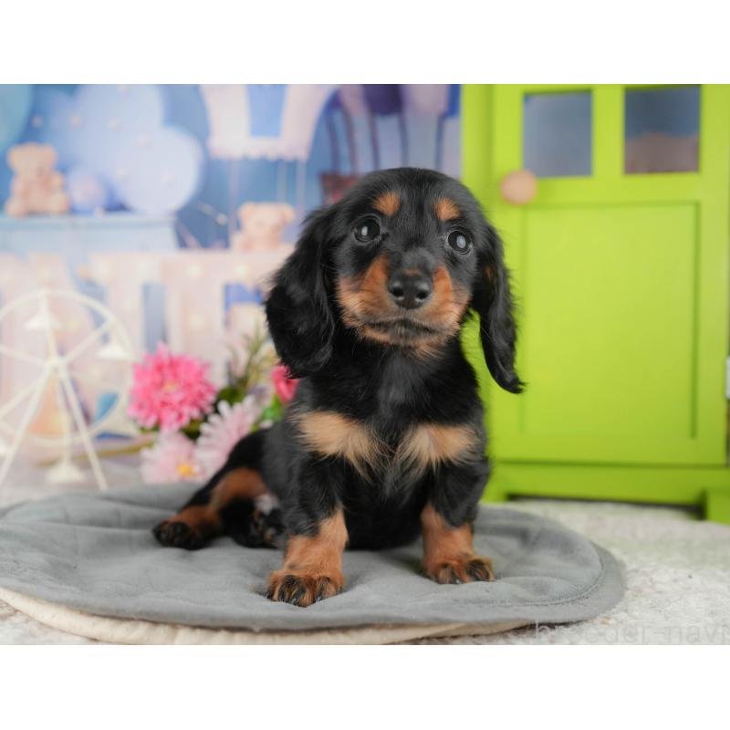 販売中の茨城県のミニチュアダックスフンド(ロングヘアード)-424483の4枚目