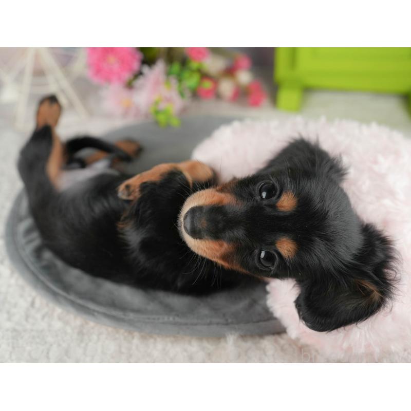 販売中の茨城県のミニチュアダックスフンド(ロングヘアード)-424483の3枚目