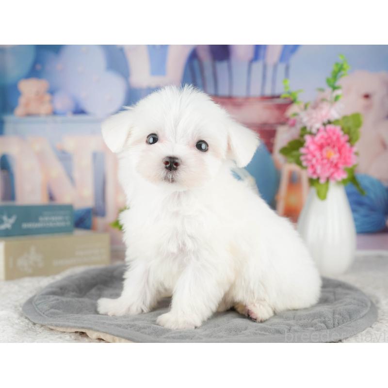 販売中の千葉県のマルチーズ-424286の1枚目