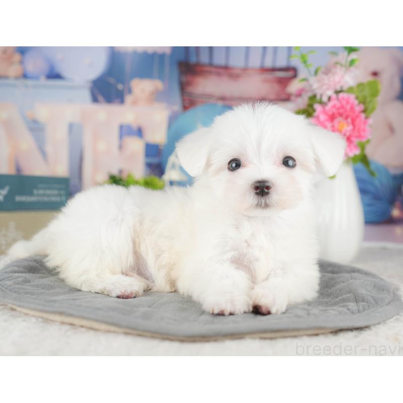 販売中の千葉県のマルチーズ-424286の12枚目