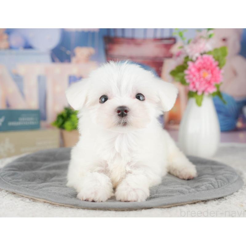 販売中の千葉県のマルチーズ-424286の11枚目