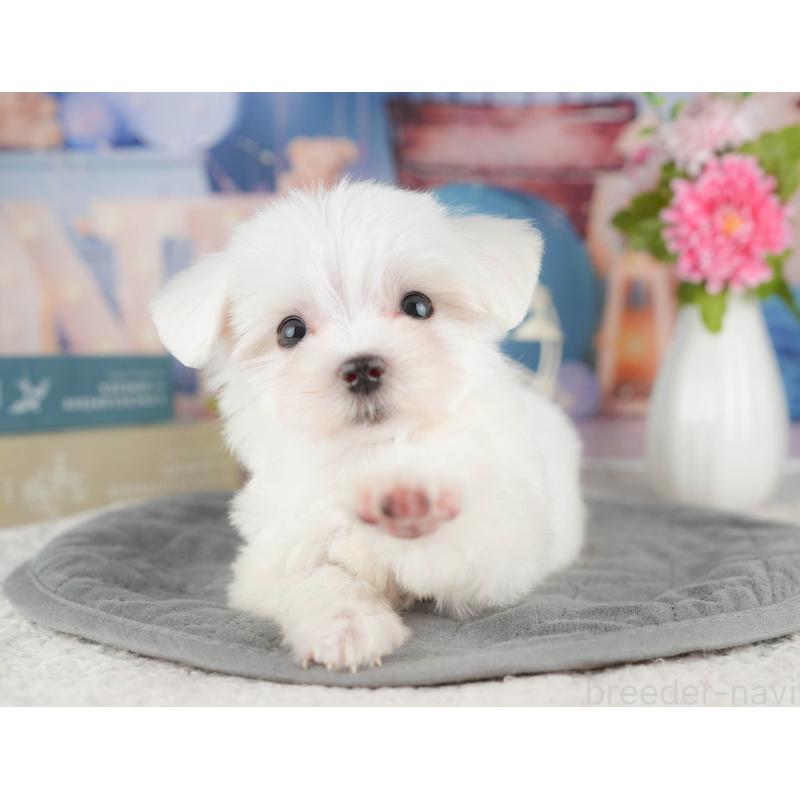 販売中の千葉県のマルチーズ-424286の10枚目