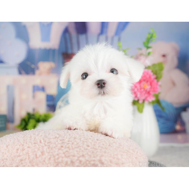 販売中の千葉県のマルチーズ-424286の9枚目