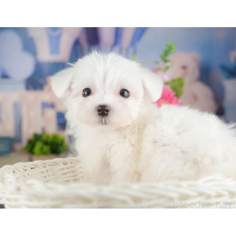 販売中の千葉県のマルチーズ-424286の8枚目
