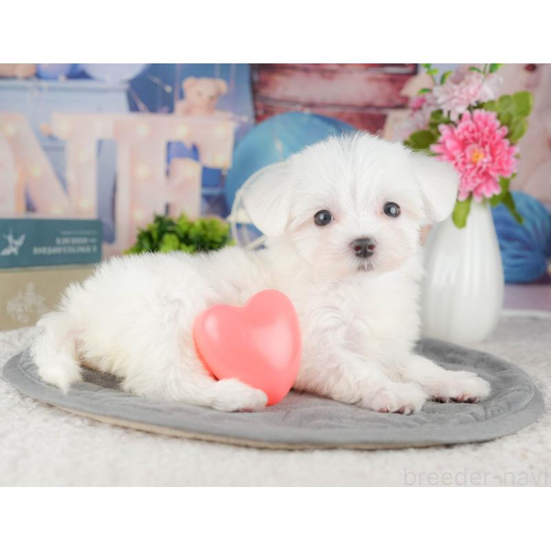 販売中の千葉県のマルチーズ-424286の7枚目