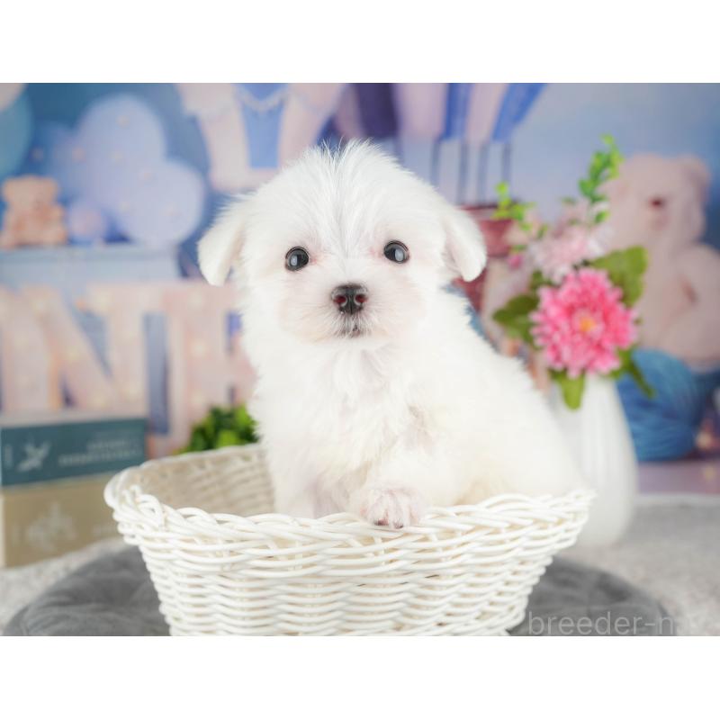 販売中の千葉県のマルチーズ-424286の6枚目