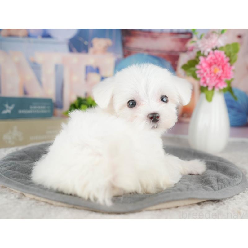 販売中の千葉県のマルチーズ-424286の5枚目