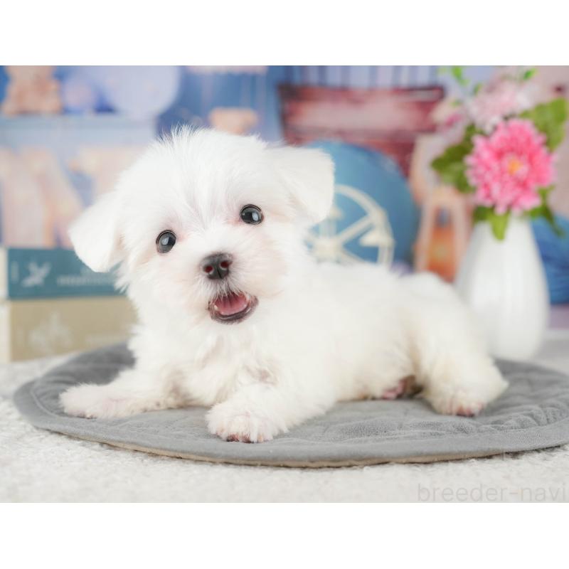 販売中の千葉県のマルチーズ-424286の4枚目